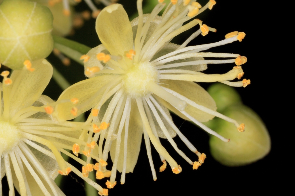 Blüte der Linde.JPG - Blüte der Linde